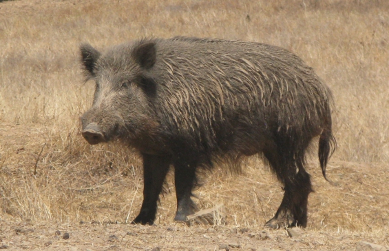 Prohibirán la caza de jabalís con perros