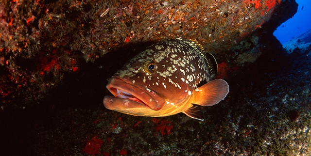 Cabe un debate ‘serio’ sobre el proyecto de Parque Nacional marino para El Hierro