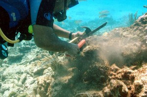 Alertan sobre daños crecientes en arrecifes coralinos en el Mar Caribe por cambio climático