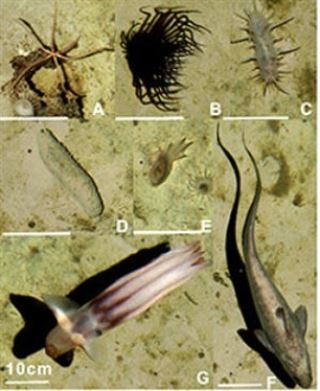 Cómo son las especies que viven en el fondo del mar