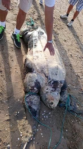 Tortuga boba ‘fallecida’ en la playa del Zapillo de Almería