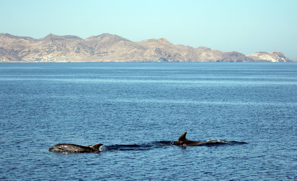 El Estudio de cetáceos aúna esfuerzos en las dos orillas del Mediterráneo.