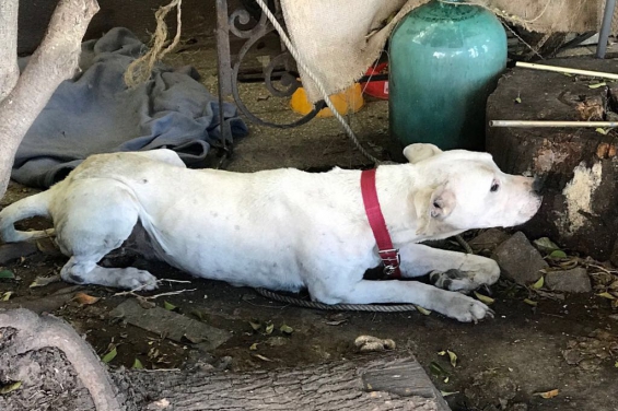 Ciudad de Buenos Aires: La justicia investiga a la dueña de un perro maltratado