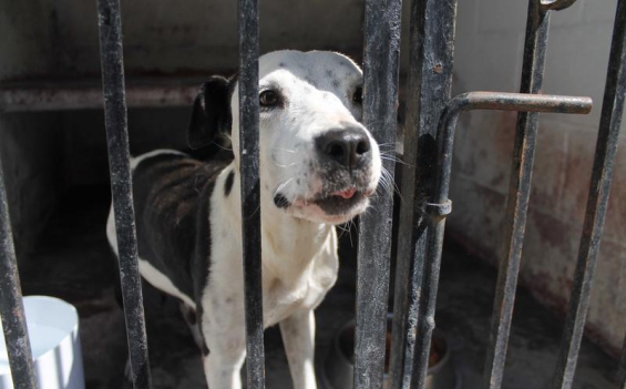 En la Ciudad de Buenos Aires se rescataron más de tres mil animales del maltrato y la venta ilegal