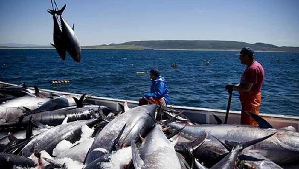 Denuncian pesca ilegal de atún en Algeciras por embarcaciones de recreo