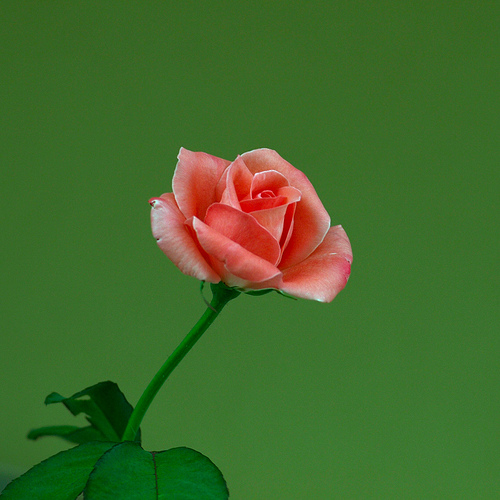 San Valentín también se puede ser respetuoso con el medio ambiente