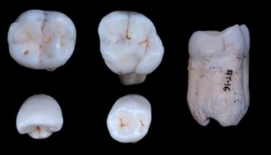 Los Homínidos de la Sima de los Huesos podrían ser una especie hermana de los neandertales