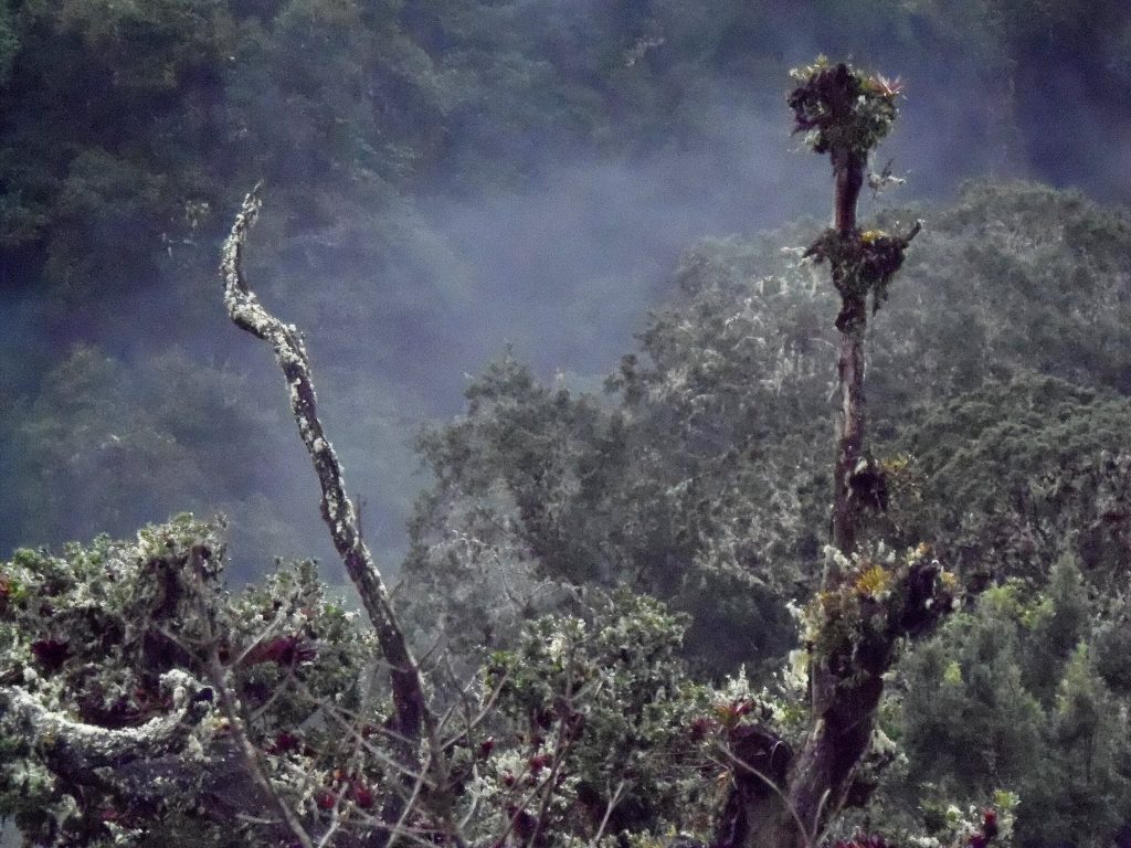 Bosques ticos encantan a franceses