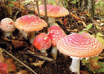 En Chiapas… 40% de especies de hongos están amenazadas