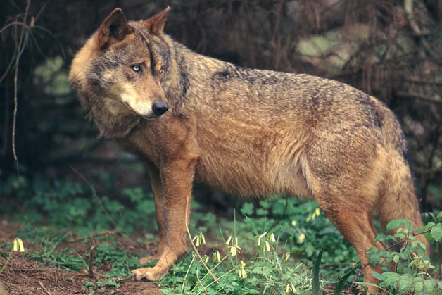La nefasta gestión del lobo en Asturias