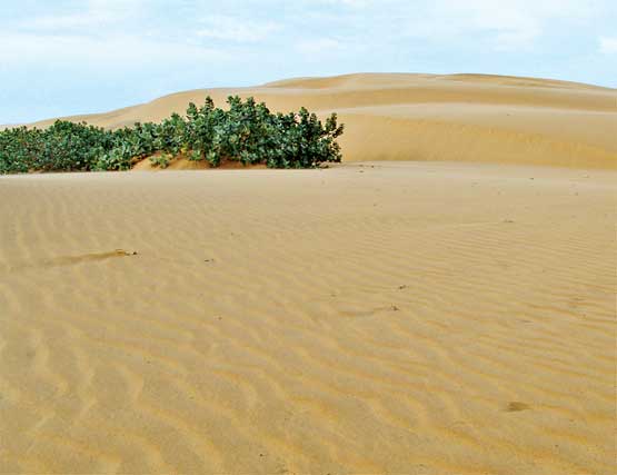 Más protección para dunas