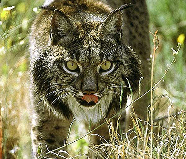 España y Portugal trabajan conjuntamente en la reintroducción del Lince Ibérico en la Península