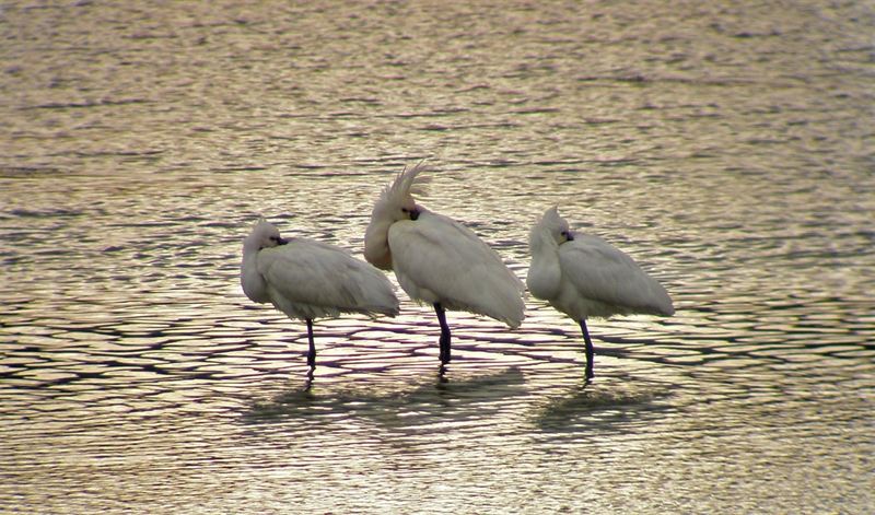 Recopilan 469 Áreas Importantes para la Conservación de Aves en España