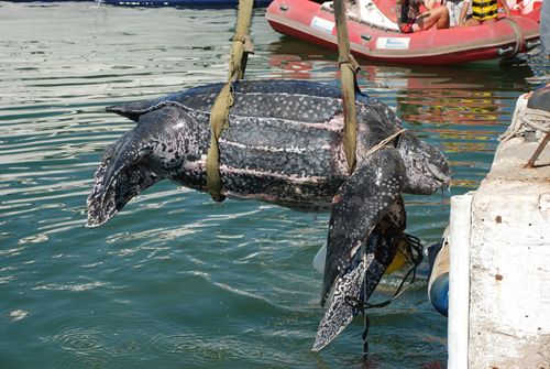 Rescatan sin vida a la tortuga laúd avistada en julio