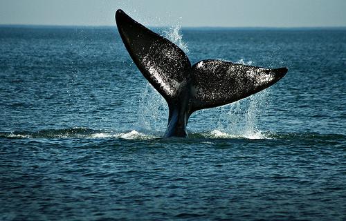 Polémica propuesta para la caza limitada de ballenas