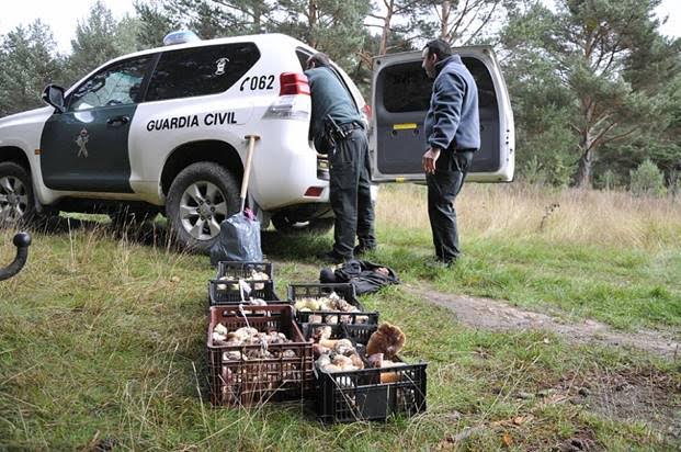 En Soria se han decomisado más de 5.000 kilos de setas durante la campaña micológica