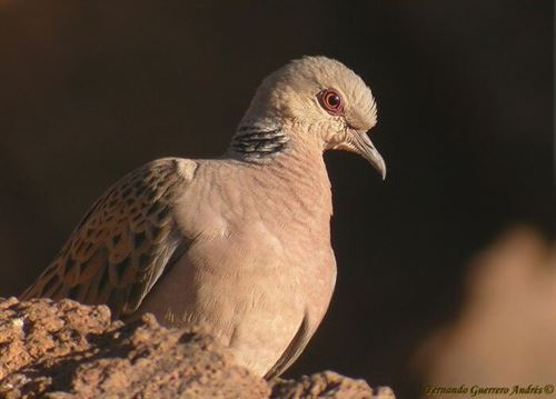 Salvar la tórtola europea