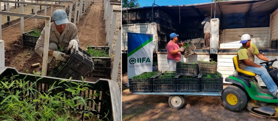 Argentina: San Luis reforestará la cuenca del morro con 300 mil plantines chaqueños