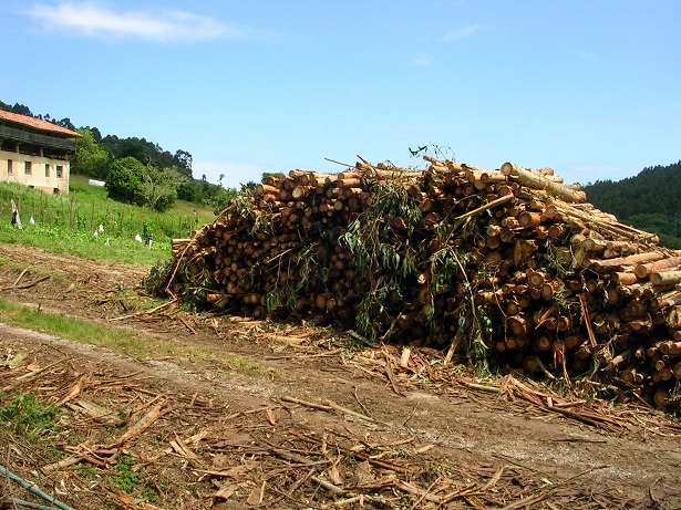 21 de septiembre Día Mundial contra los monocultivos de árboles