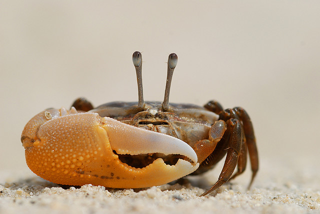 Un océano de crustáceos