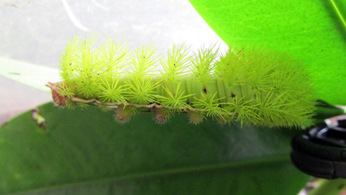 Panamá. ‘Misterio en el manglar’