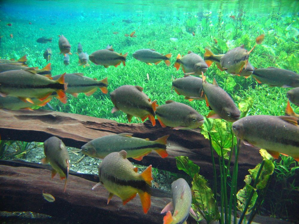 Denuncian el riesgo de estrés y enfermedades en animales en acuarios