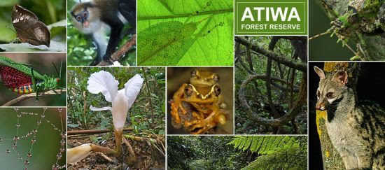 Proteger el bosque de Atiwa en Ghana
