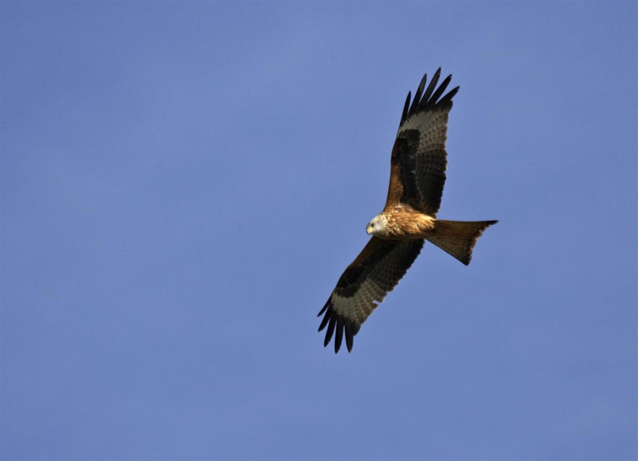 1.600 milanos reales ‘sobrevuelan’ Andalucía