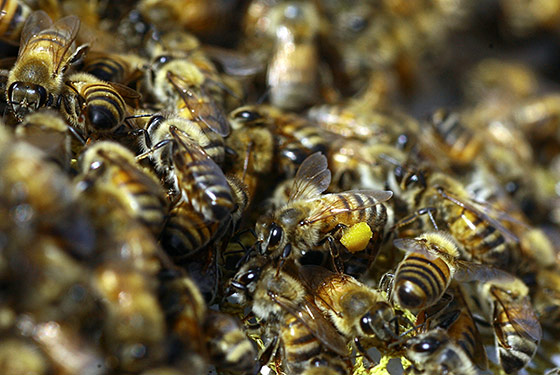 El sector fitosanitario dice que no está probado el daño a las abejas de los nicotinoides