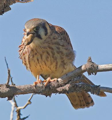 La Comunidad garantiza la continuidad del cernícalo con un nuevo primillar con nidos controlados por webcam