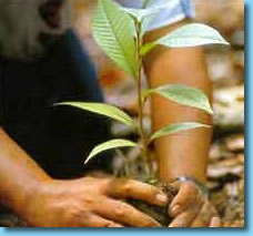 Inicia en julio la Campaña Nacional de Reforestación