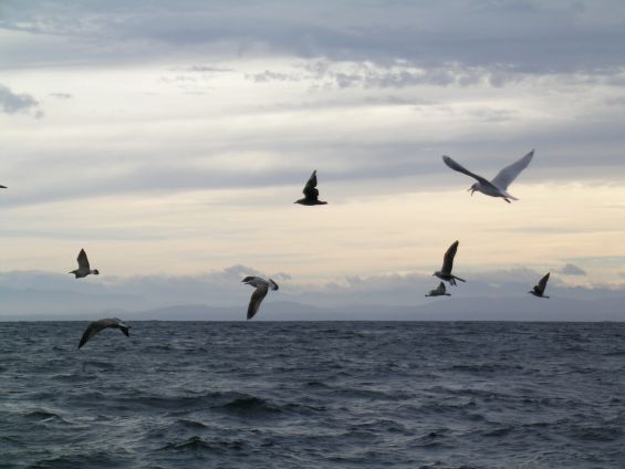 Varios grupos se unen en un proyecto para reducir las amenazas a las aves marinas en el Atlántico europeo