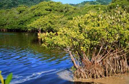 La superpotencia en biodiversidad ante un dilema