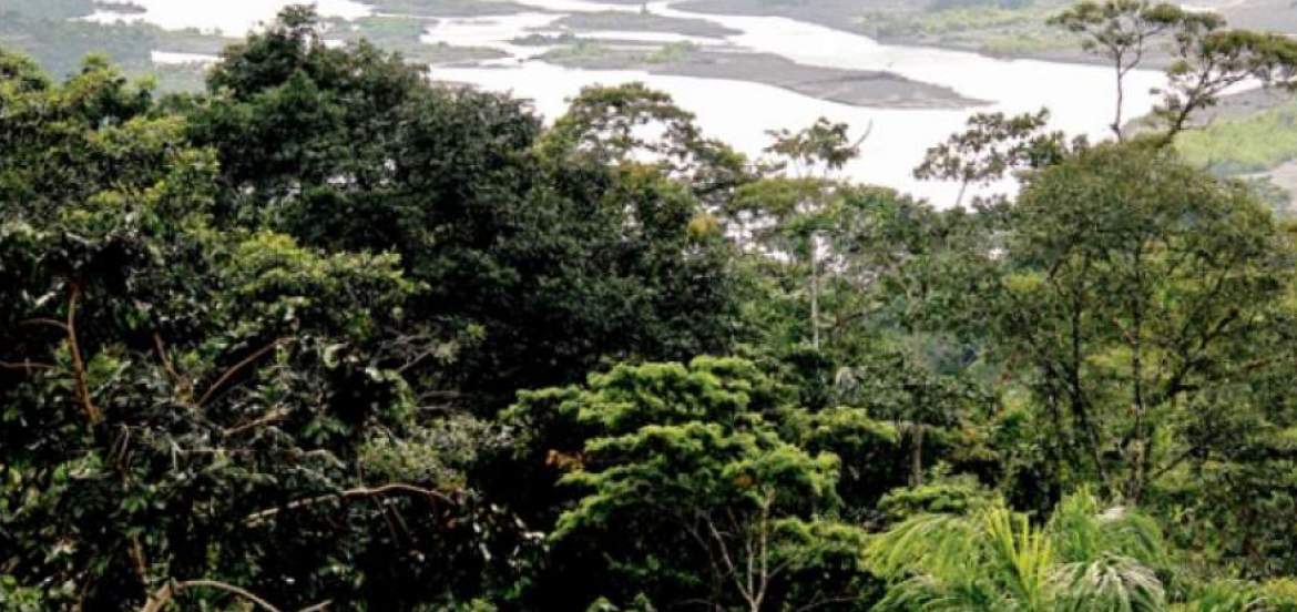 Ecuador recibe fondos para la conservación de bosques en la Amazonía