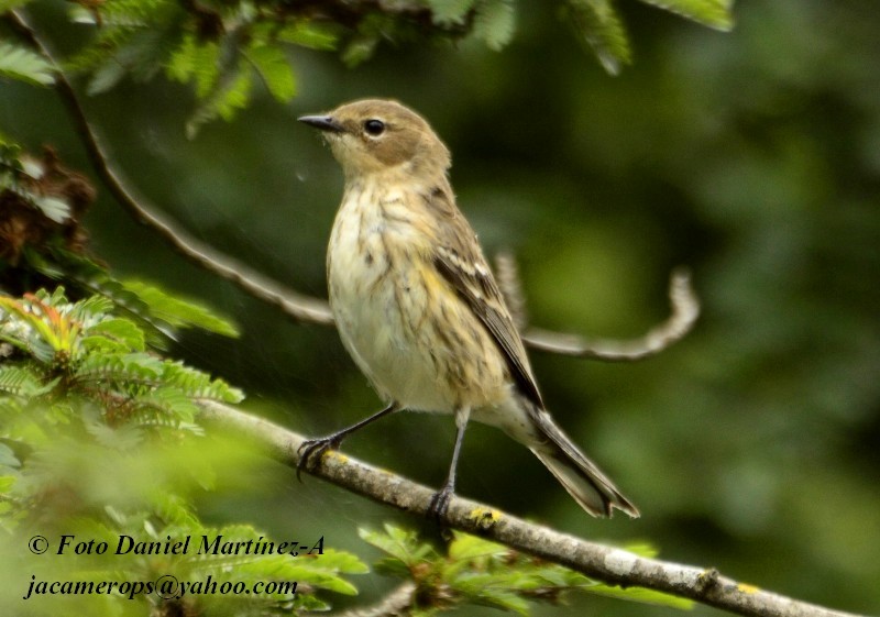 11 nuevas especies de aves hicieron de La Sabana su hogar