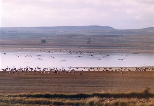 Aragón expone en Reino Unido su oferta de turismo ornitológico en la feria especializada más importante del mundo