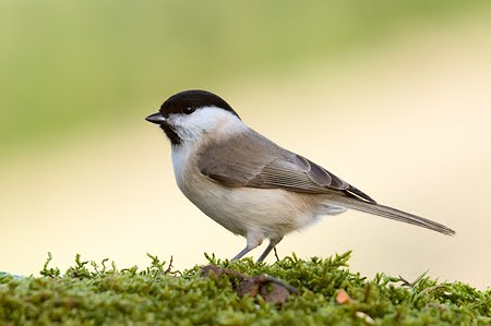 Carboneros y petirrojos europeos
