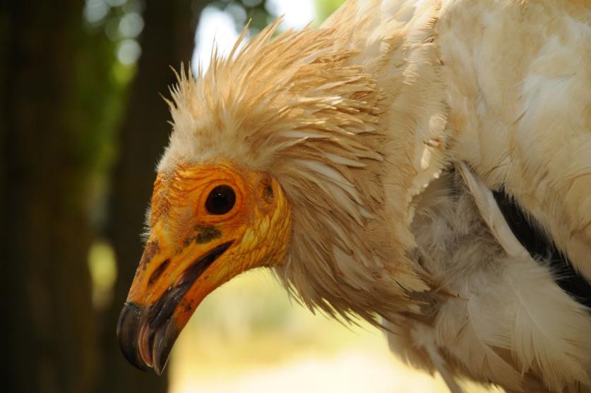 WWF vuela con cuatro alimoches a través de 3.000 km entre África y España