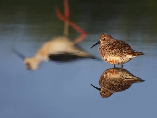 Toma nota de este ‘magnífico’ curso en Gestión de la Fauna y Espacios Naturales