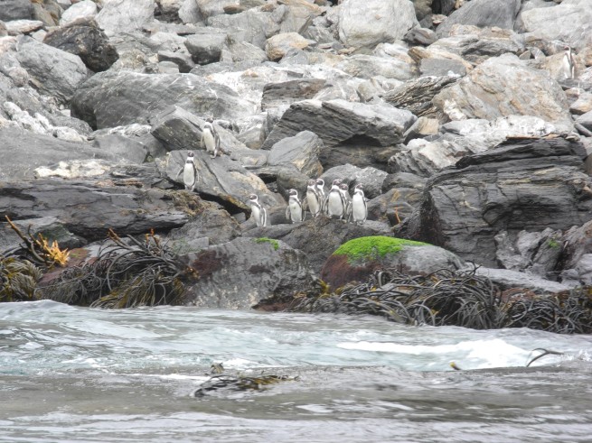 Día Nacional del Medio Ambiente en Chile