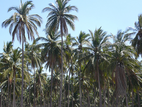 Termoeléctricas alemanas queman coco amazónico