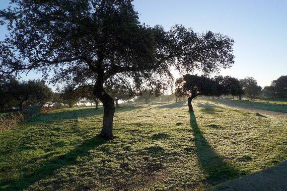 El cambio climático impide la regeneración de las encinas