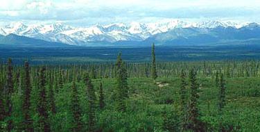 La Comunidad desarrolla un sistema de seguimiento permanente de los bosques de la Región