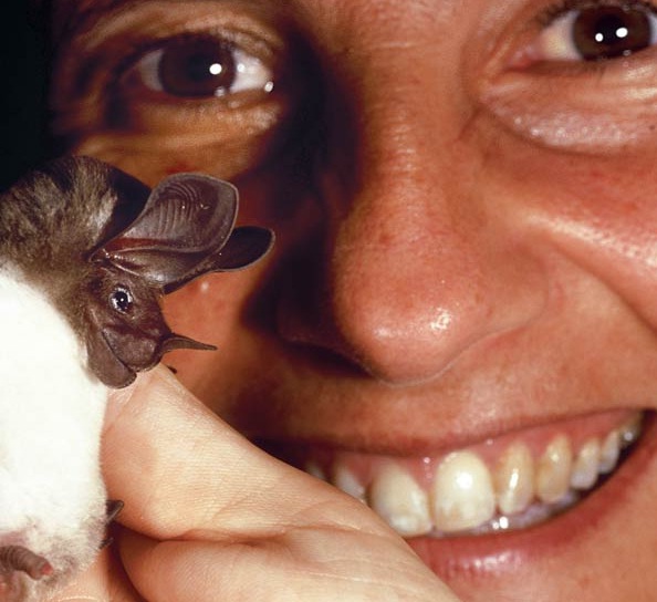 Nueva especie de murciélago de orejas redondas