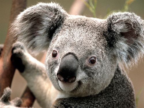 Los koalas tienen cuerdas vocales fuera de la laringe y es un caso único en mamíferos terrestres