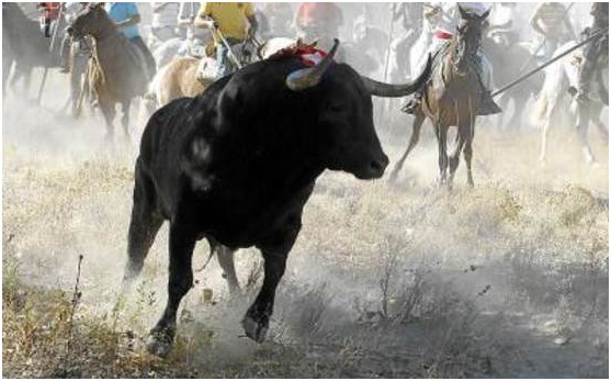 El Toro de la Vega morirá a escondidas