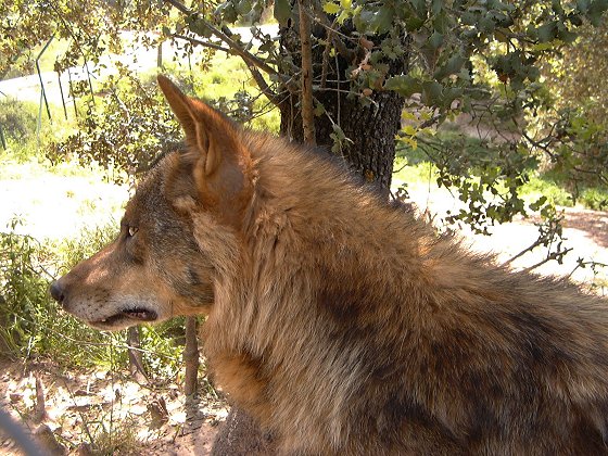 Castilla y león aprueba el plan de aprovechamientos comarcales del lobo en los terrenos cinegéticos situados al norte del Duero