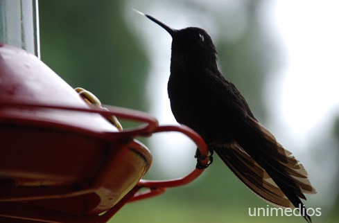 Identifican las aves por su canto