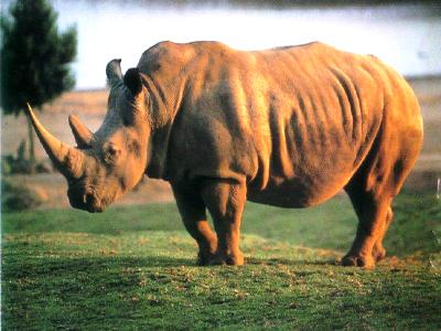 El Zoo de Madrid celebra el Día Internacional del Rinoceronte para llamar la atención sobre su situación crítica