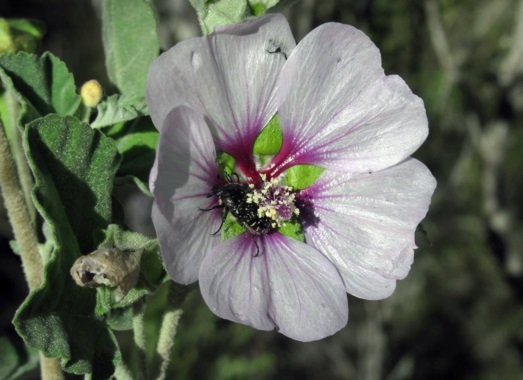 ¡Qué listas son algunas flores!